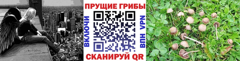 блэк спрут   Пугачёв  Галлюциногенные грибы мухоморы 